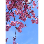Cherry BIossom