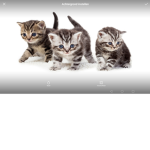The cat dreamers