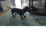 Animations boy