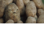 patatoguys