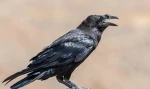 Crow Ugc Group Thumbnail