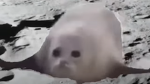 the seals :D