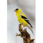 Goldfinch Clothing Inc.
