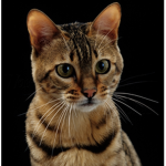 Pawsleys Cat Community