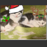 Catz squad :)