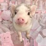 *the official pig fan group*
