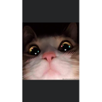 koko jojo