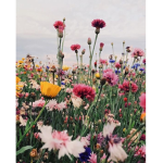 Flowers !