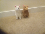 Silly llama:)