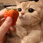 - CatCafe -