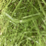touch gras