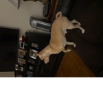 AdogNamedSomething