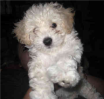 Toy Poodles