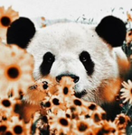 Panda devil