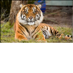 Join it you like TIGERS