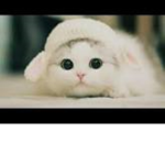 Cat Obsessed