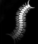 瓦Worm瓦