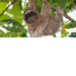 Slothful’s Kazoo People