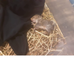 Squirrels are good:]
