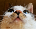 OmochiixDream