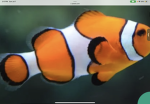 fishys are the best thing in the world