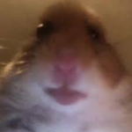Hamster cult HAMSTERS HOUSE