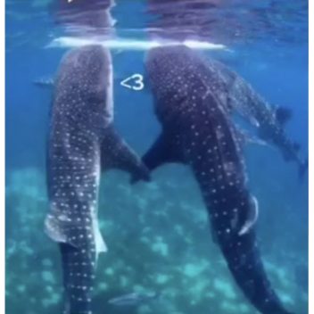 ૮꒰˵• ﻌ •˵꒱ა