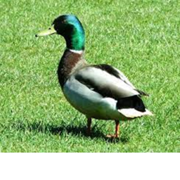 Supwa Duck Challenge Obby