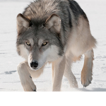 The wolf vibes