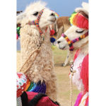 The llama lluvers