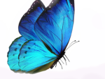 The butterflye
