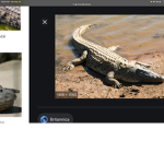 Crocodile stars