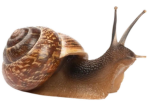 Stupid Dev Thing