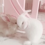 ⋆｡˚୨୧˚｡⋆