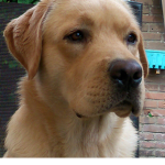 dog maked group