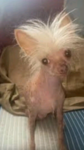 Chihuahua gangstera