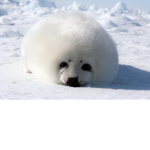 Sealboy group