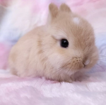 kittqy