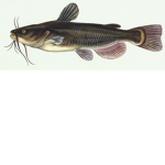 Catfish ARE EVIL
