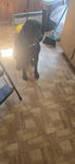 MOLLY_DOG