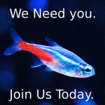 NEON TETRA LUCK IS REAL