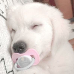 υ´• ﻌ •`υ