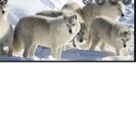 The pack of artic wolfs