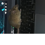 Mice Lovers United
