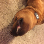 WoofWoofWoofWoof