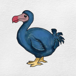 Dodos shop