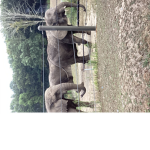 Elephant group zoo pets