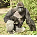 #HarambeWasntJustAGorilla