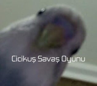 Cicikuş savaş oyunu