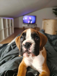 Piesie Oskara:)